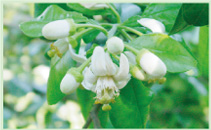 大白柚花