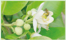 蜜柚花