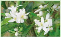 柳丁花